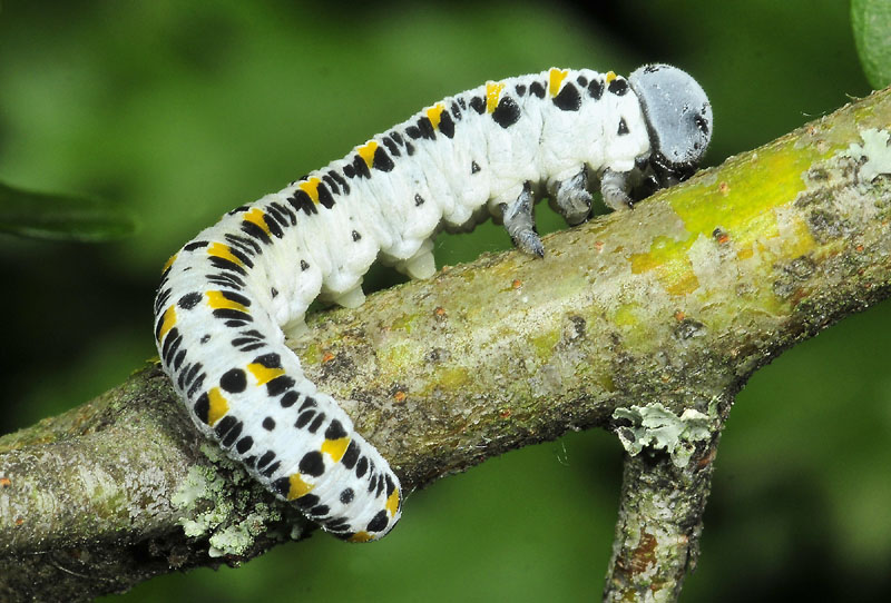 Larva di Palaeocimbex quadrimaculatus